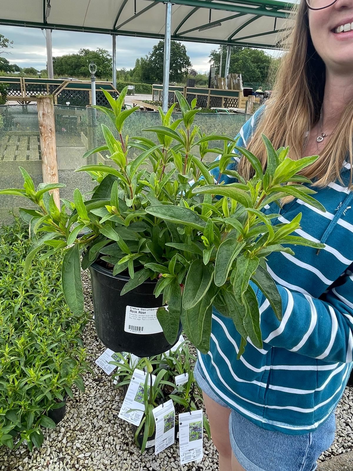 Cistus Purpureus  2 Litre Pot