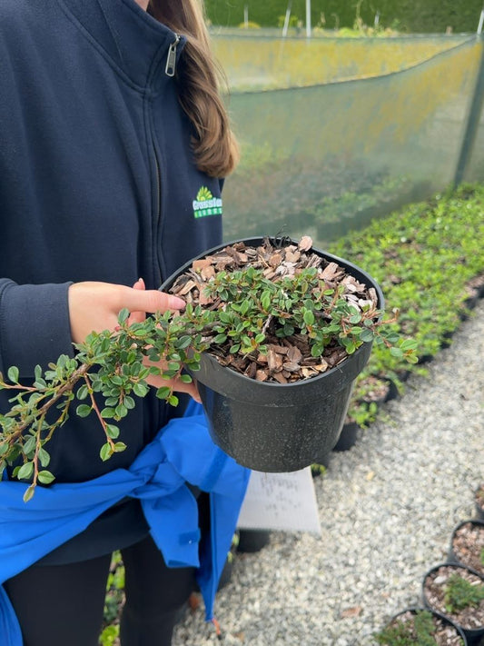 Cotoneaster microphyllus 'Streibs Findling' - Small-leaved Cotoneaster 3 Litre Pot