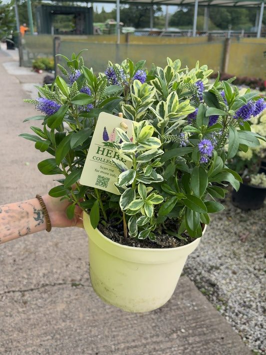 Hebe Andersonii Twins 5 Litre Pot