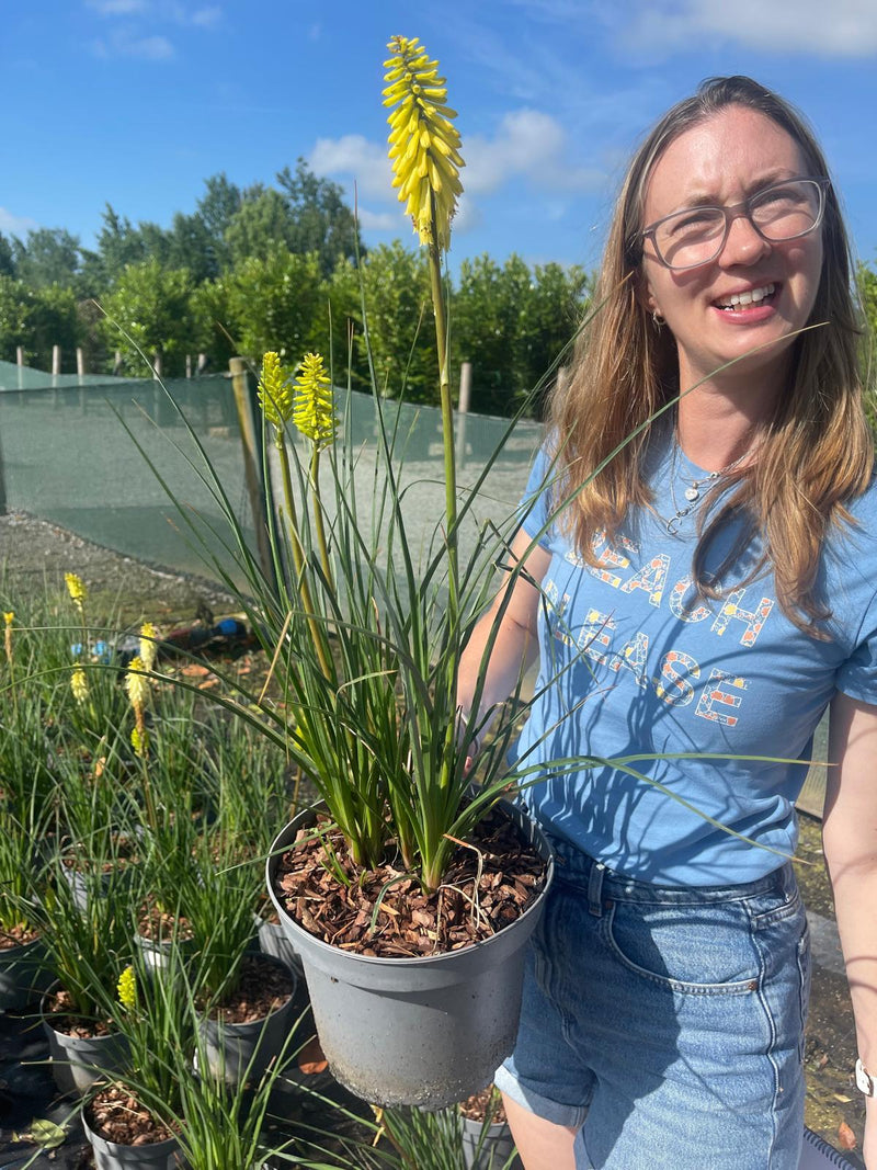 Kniphofia Lemon Popsicle 5 Litre Pot