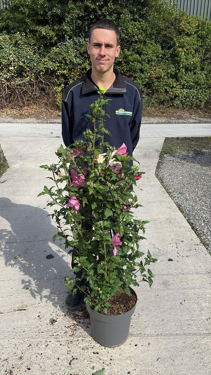 Hibiscus syr. Woodbridge 12 Litre Pot 80/100cm