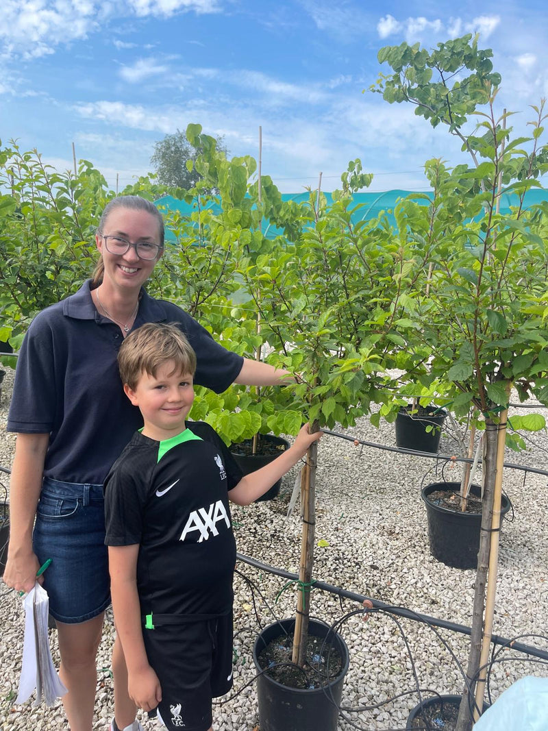 Prunus Triloba 20 Litre Half Standard