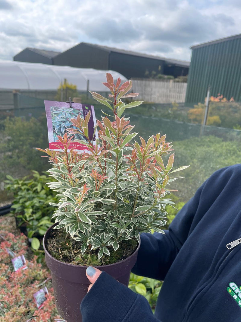 Pieris Little Heath 2 Litre Pot