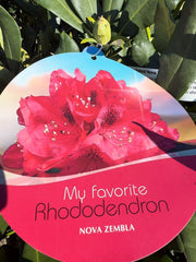 Rhododendron Hybrid Nova Zembla 25 Litre Pot 100cm Wide