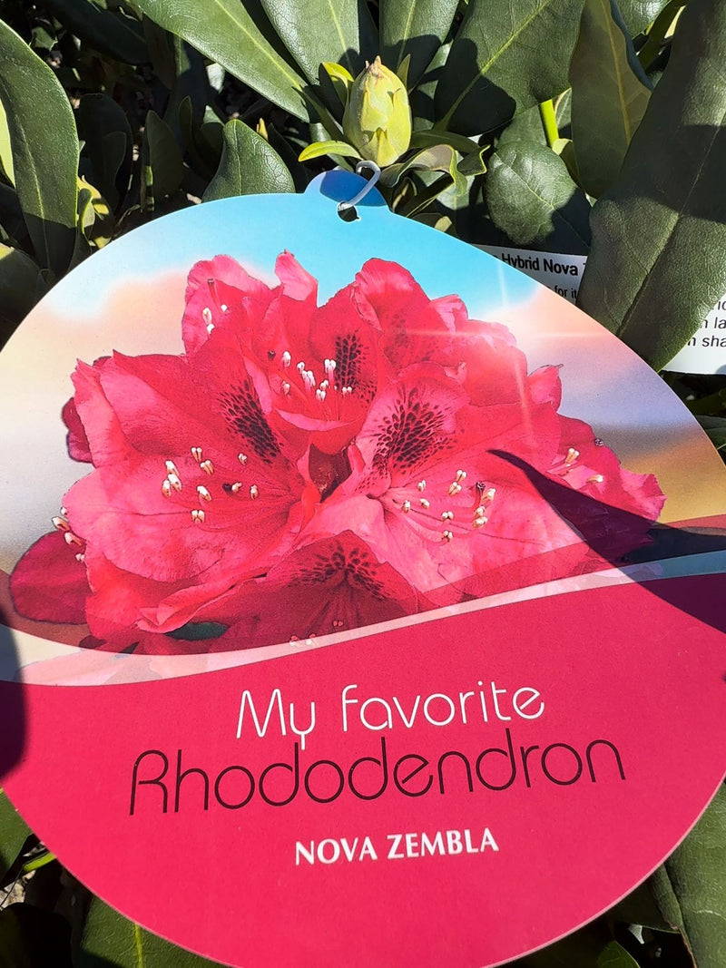 Rhododendron Hybrid Nova Zembla 25 Litre Pot 100cm Wide