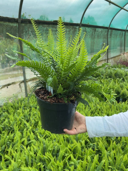 Blechnum Spicant 3 Litre Pot