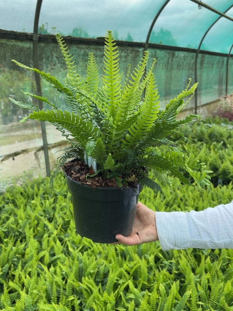 Blechnum Spicant 3 Litre Pot