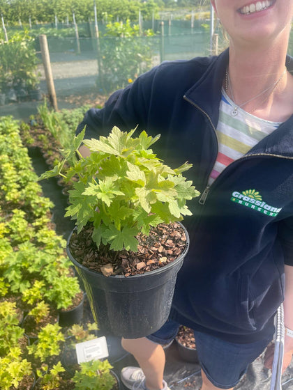 Delphinium Pink Shades 3 Litre Pot