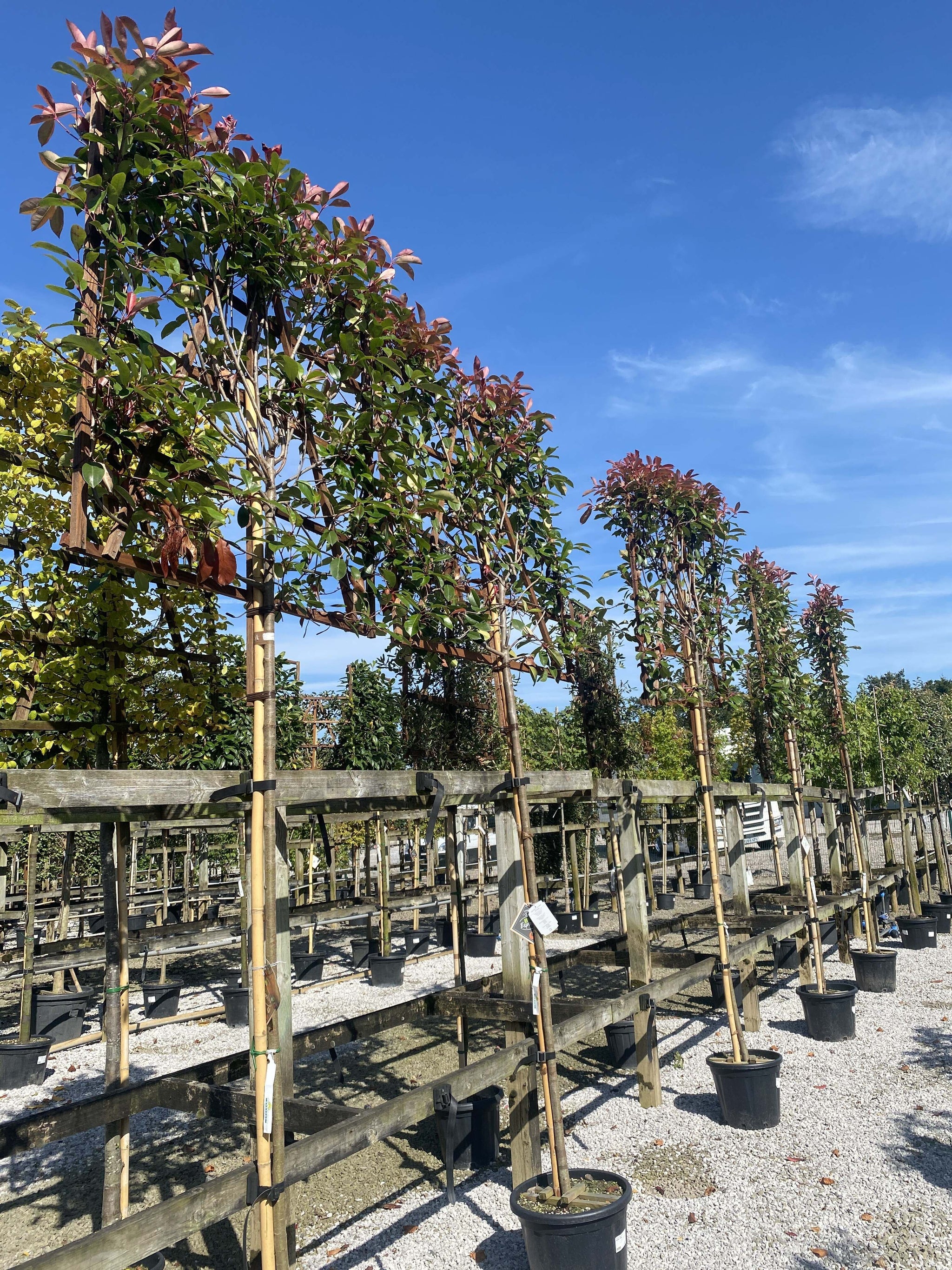 Photinia Red Robin Pleached - Established Full Frames — Grasslands Nursery