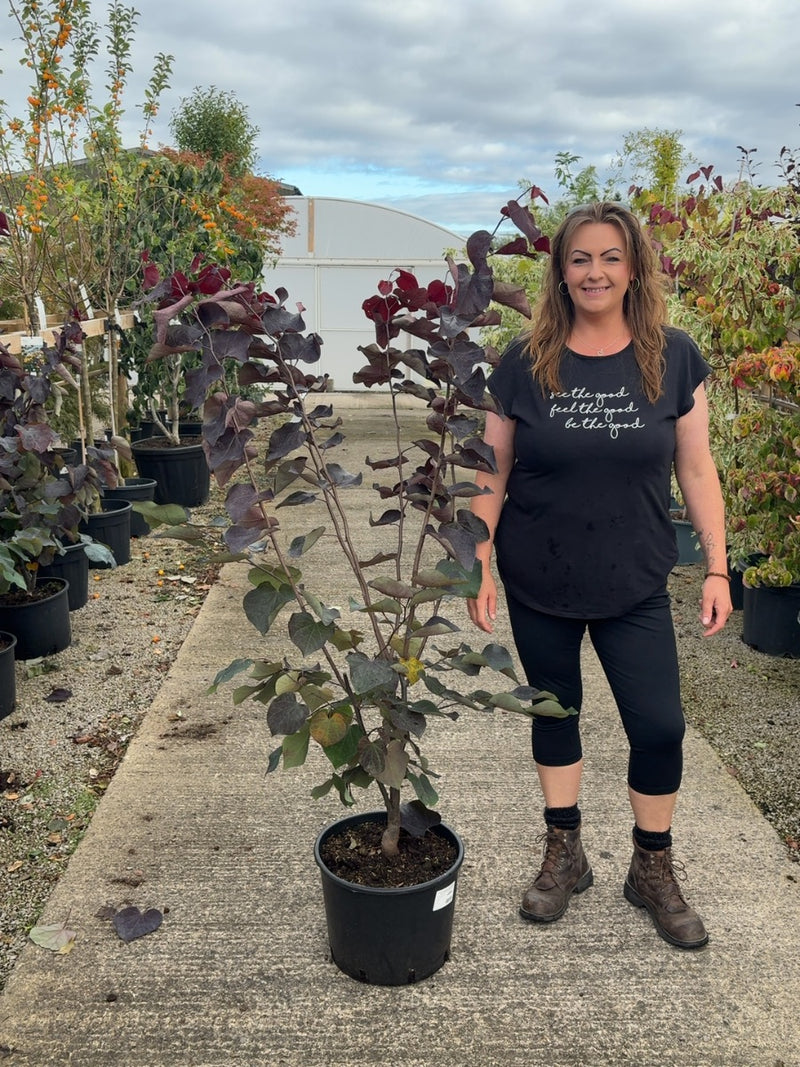 Cercis canadensis Ace Of Spades 20 Litre Pot 125/150cm Tall