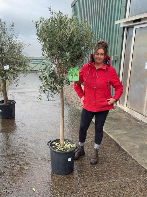 Olea Europea - Olive 1/2 Standard 35 Litre Pot 90 cm Stem