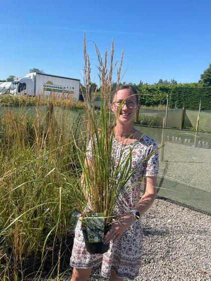 Calamagrostis Overdam 2 Litre Pot