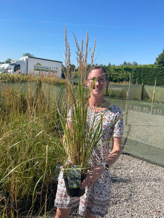 Calamagrostis Overdam 2 Litre Pot