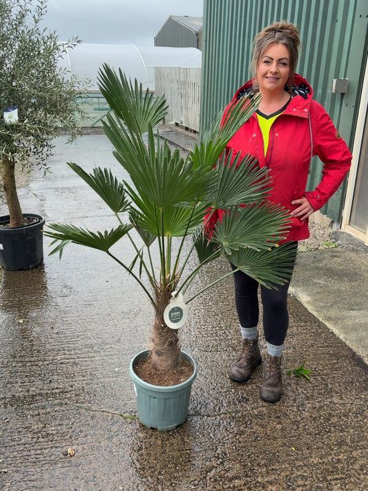 Trachycarpus Wagnerianus 12 Litre Pot 30-40cm Trunk