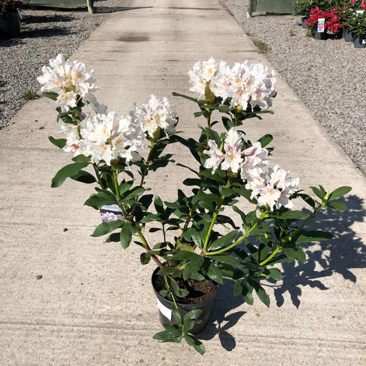 Rhododendron Hybrid Cunninghams White 5 Litre Pot
