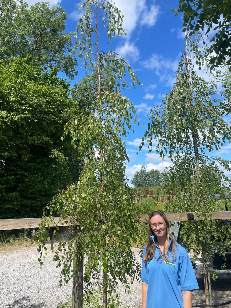 Betula Pen. Youngii Feathered 8-10cm Girth
