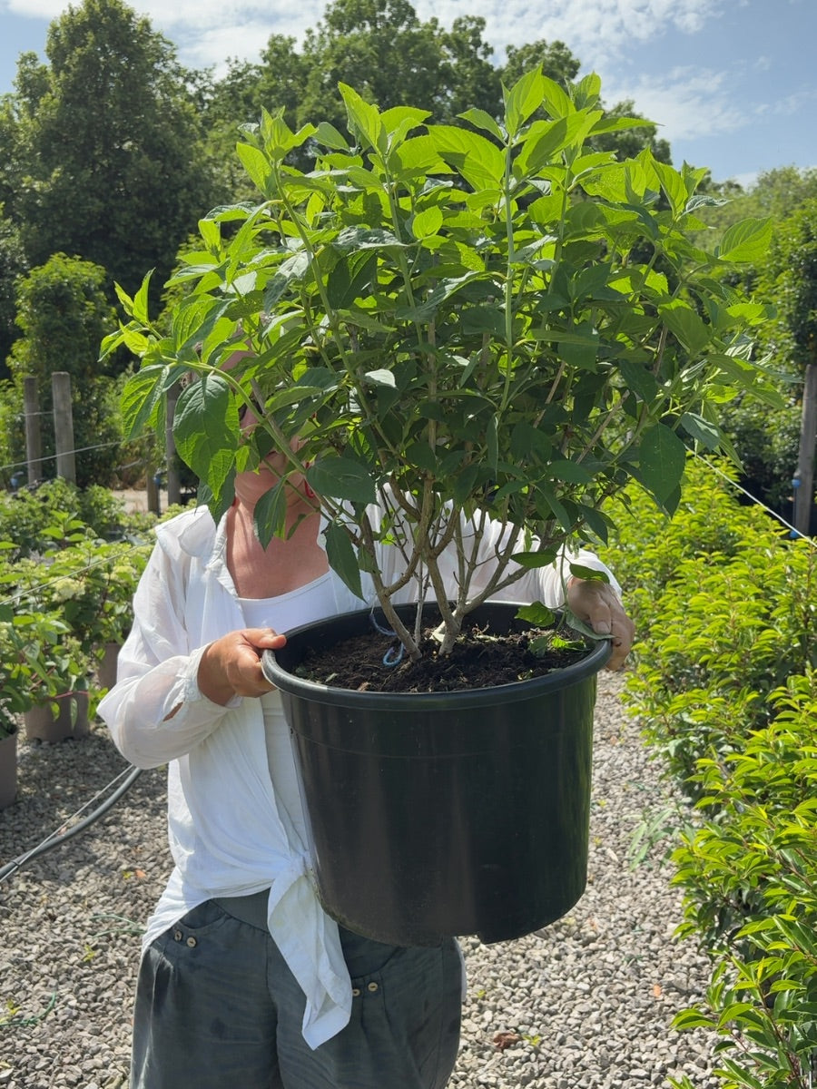 Hydrangea Paniculata Limelight 25 Litre Pot