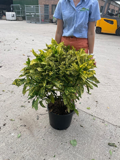 Aucuba Japonica Crotonifolia 20 Litre Pot 80-100cm