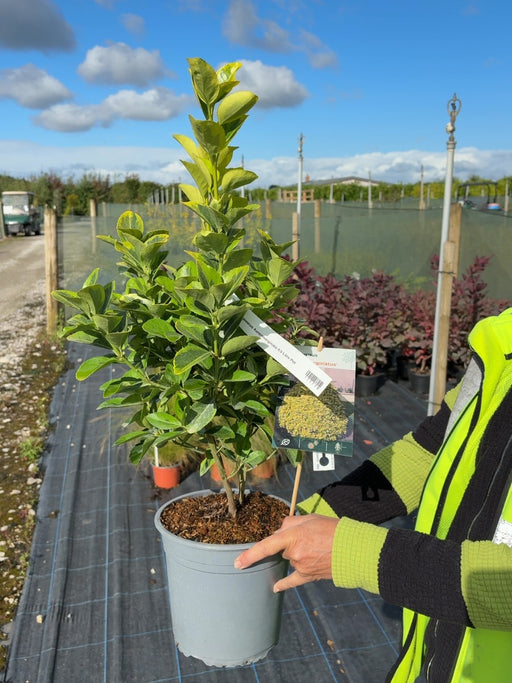 Euonymus japonicus Aureomarginata 4.5 Litre Pot