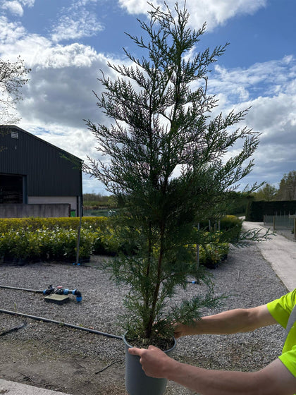 Pallet Deal Green Leylandii Hedging 4.5 Litre Pot 100/125cm x 40