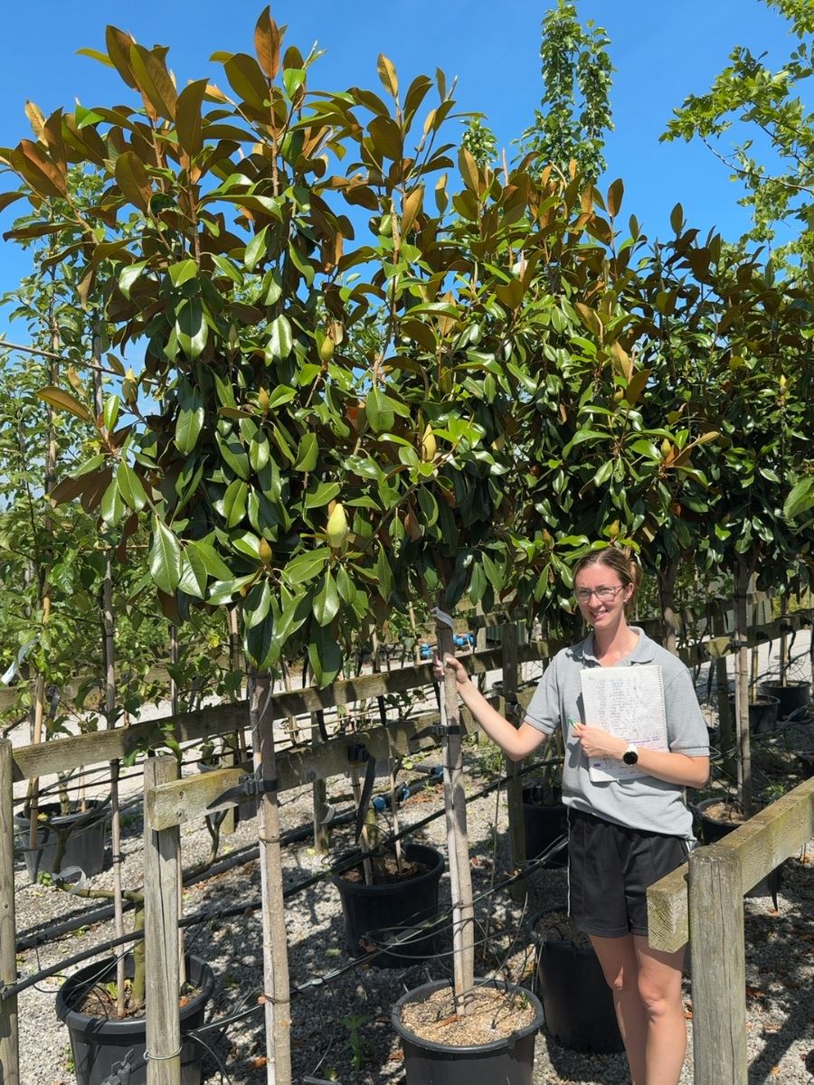 Magnolia Grandiflora Goliath 35 Litre Pot Half Standard