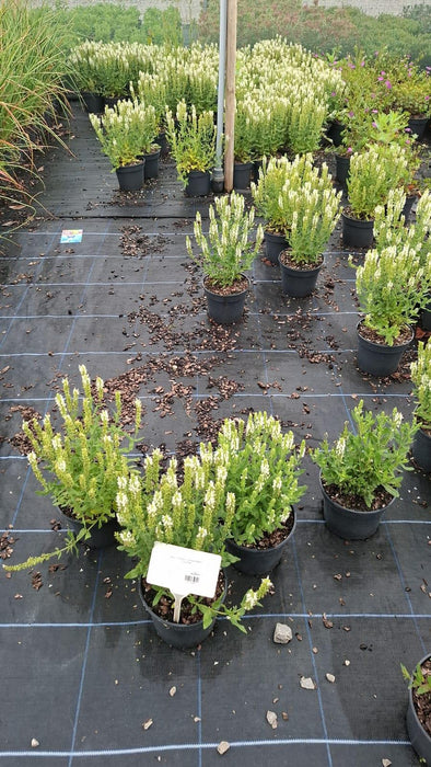Salvia Sensation Compact White 3 Litre Pot