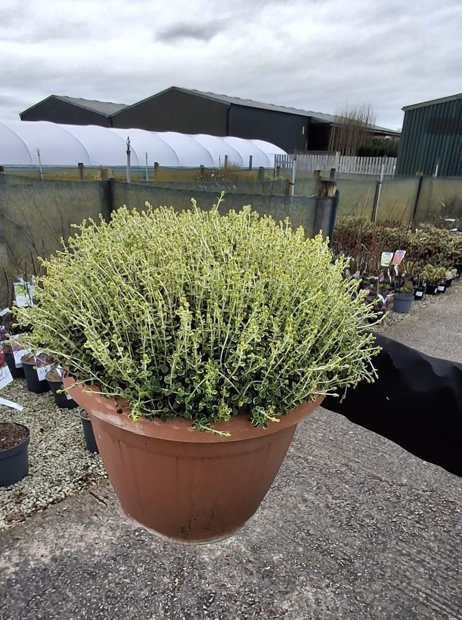 Thymus Citrodorus Variegata 6 Litre Pot