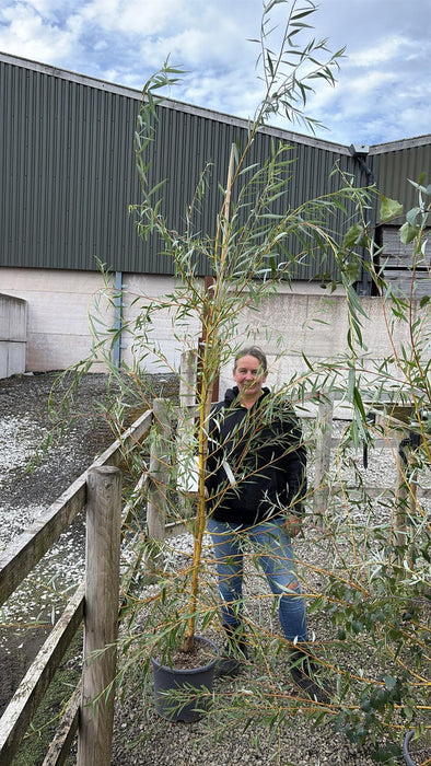 Salix x sepulcralis Tristis - Chrysocoma 15 Litre Pot