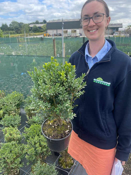 Box Hedging 3 Litre Pot 30cm Plus