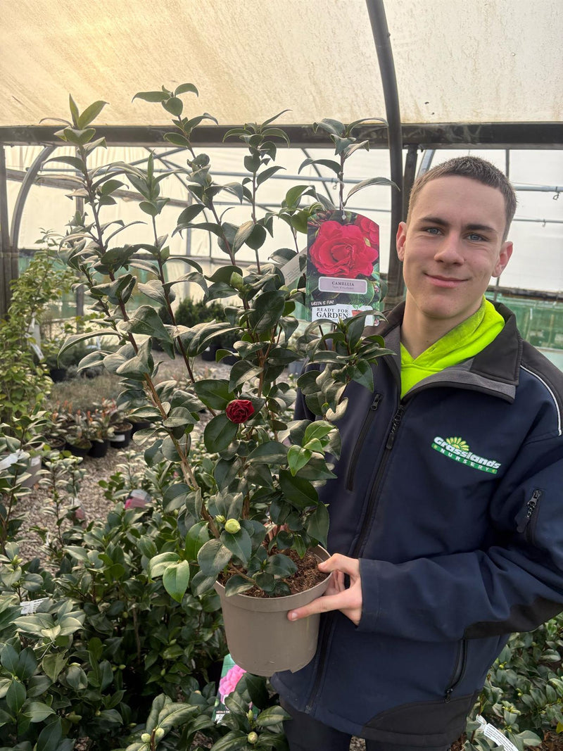 Camellia Japonica Tom Knudsen 3 Litre Pot