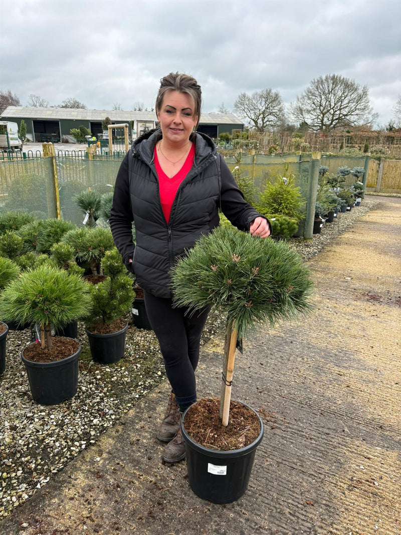Pinus Nigra Brepo 20 Litre Pot 50cm Stem