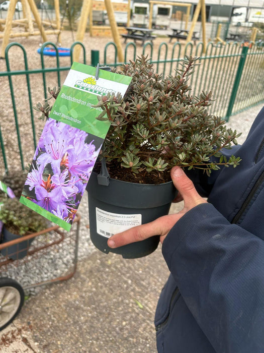 Rhododendron Impeditum Azurika 2.5 Litre Pot  Delivery March