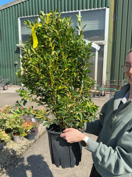 Euonymus Aureopictus 9 Litre Pot