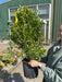 Euonymus Aureopictus 9 Litre Pot