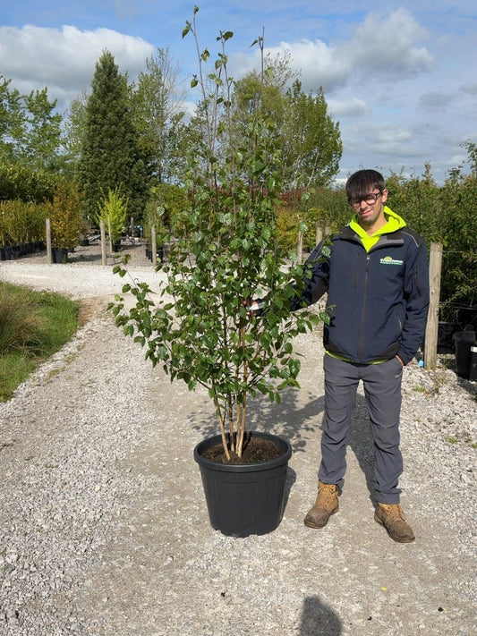 Betula Utilis Multi Stem 200-250cm