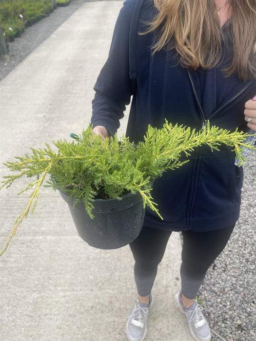 Juniperus Pfitzeriana Aurea 3 Litre Pot