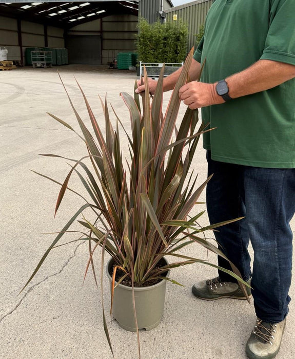 Phormium Rainbow Queen 15 Litre Pot