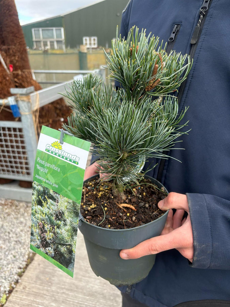 Pinus Parviflora Negishi 2.5 Litre Pot