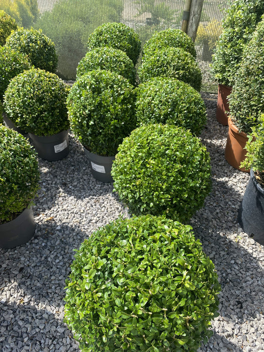 Buxus Ball 7.5 Litre Pot 30-35cm