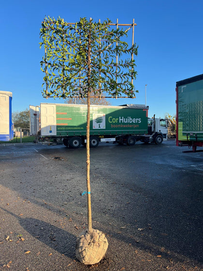 Prunus lus. Brenelia Pleached Root Ball 12/14cm Girth 180cm Stem 120Wx100T Del Feb/March