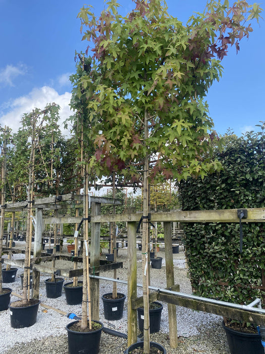 Liquidambar Styraciflua Pleached Std 180 Stem 10/12cm G, 140cm H x 120cm W Frame