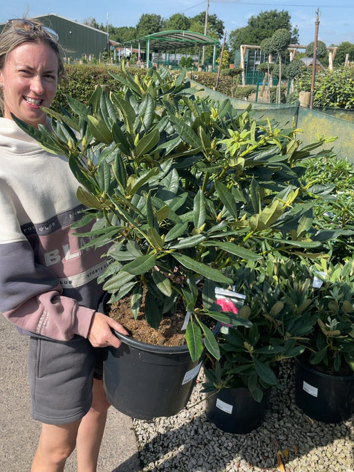 Rhododendron Hyb Madame Masson 20 Litre Pot