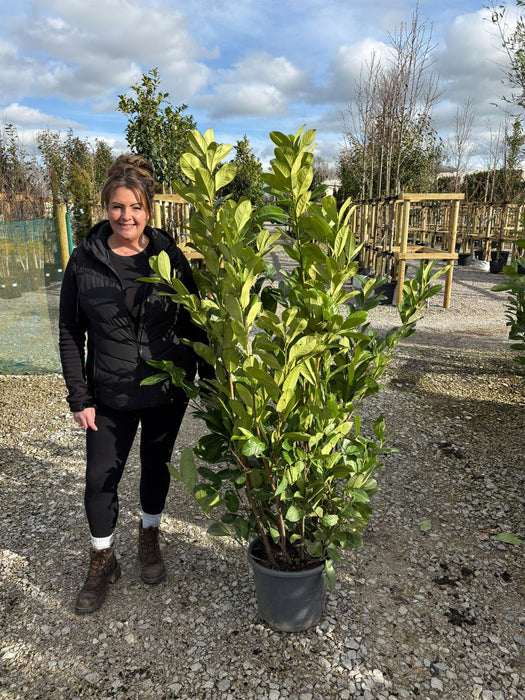 Cherry Laurel Hedging 15 Litre Pot 140/150cm