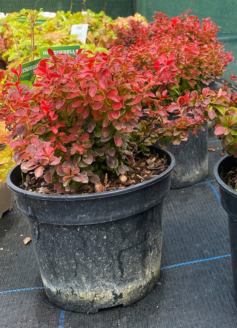 Berberis Admiration 2 Litre Pot