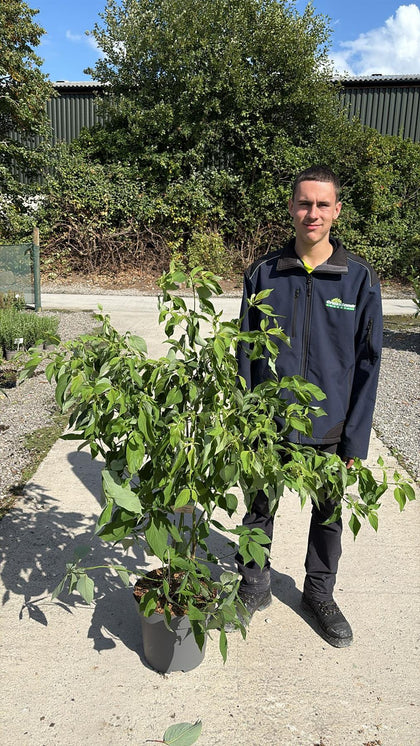 Cornus Controversa 12 Litre Pot 125/150cm