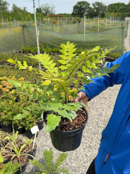 Mahonia media 'Charity' -3 Litre Pot