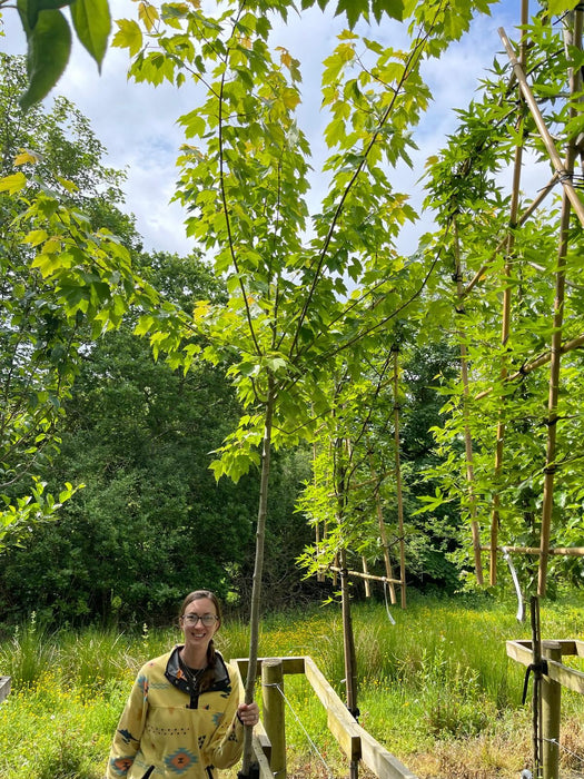 Acer Rubrum Red Sunset 8-10cm Girth Rootballed