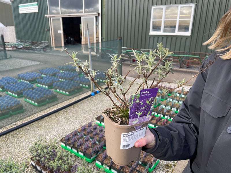 Buddleja davidii Black Knight 11cm Pot