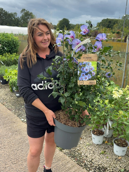 Hibiscus syr. Marina 12 Litre Pot 80/100cm