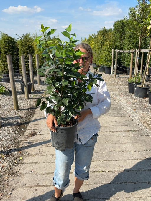 Camellia Jap. Bonomiana 9 Litre Pot